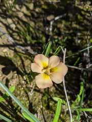 Moraea tricolor