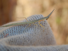 Pyrgomantis rhodesica