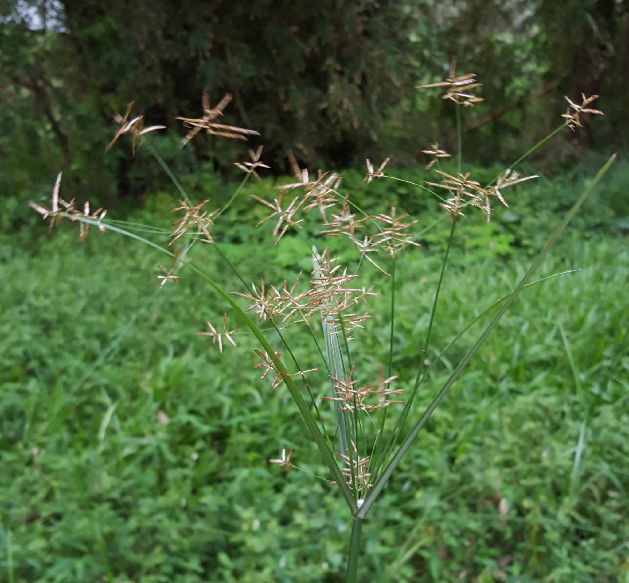 (c) François Rousseu, certains droits réservés (CC BY-NC) https://www.inaturalist.org/observations/87688078