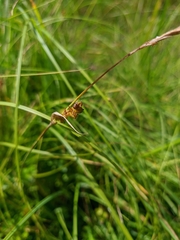 Carex panicea