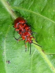 Lilioceris merdigera