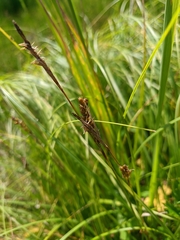 Carex panicea