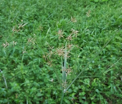 Cyperus expansus