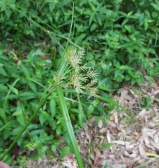 Cyperus expansus