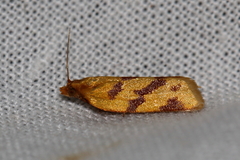 Clepsis pallidana