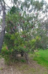 Hakea francisiana