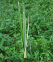 Cyperus expansus