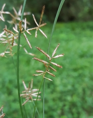 Cyperus expansus