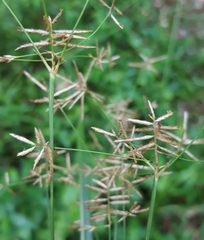Cyperus expansus
