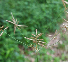 Cyperus expansus
