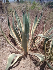 Agave americana image