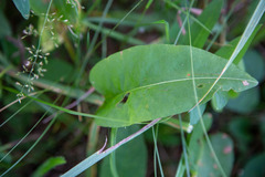Bistorta officinalis