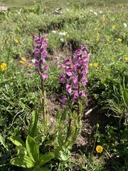 Pedicularis rostratospicata