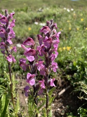 Pedicularis rostratospicata
