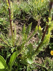 Pedicularis rostratospicata