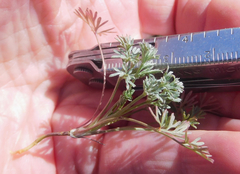 Ammoselinum popei