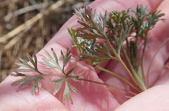 Ammoselinum popei