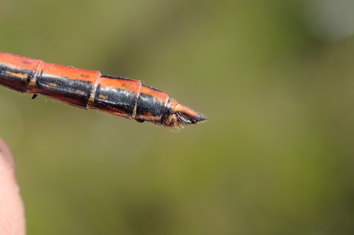 Geltonsparnė skėtė nuotrauka