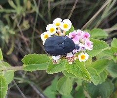 Protaetia morio