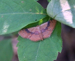 Leptostales ferruminaria