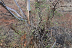 Pimelea microcephala microcephala