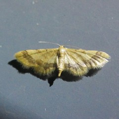 Idaea trypheropa