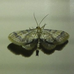 Idaea trypheropa