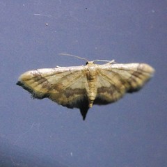 Idaea trypheropa