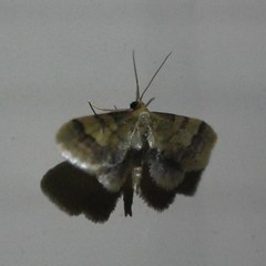 Idaea trypheropa