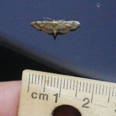 Idaea trypheropa