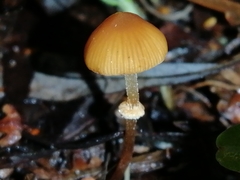 Pholiotina gracilenta