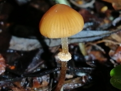 Pholiotina gracilenta