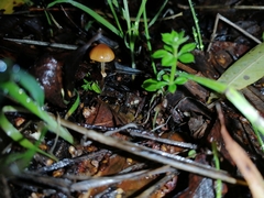 Pholiotina gracilenta