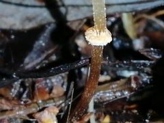 Pholiotina gracilenta
