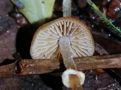 Pholiotina gracilenta