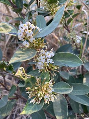 Acokanthera oppositifolia