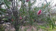 Hakea francisiana