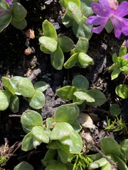 Auricula