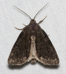 Cosmia praeacuta