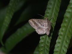 Chiasmia fidoniata