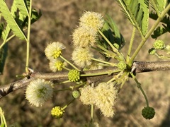 Vachellia robusta clavigera