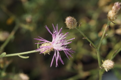 Centaurea majorovii