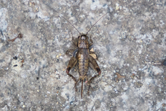 Loxoblemmus appendicularis