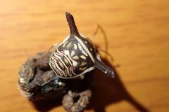 Alcimocoris coronatus