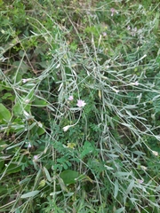 Xeranthemum cylindraceum
