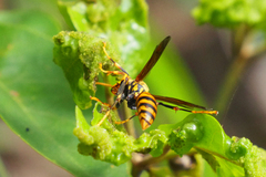 Polistes rothneyi