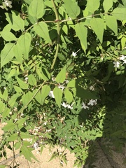Jasminum officinale