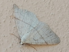 Adactylotis gesticularia