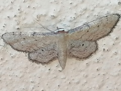 Idaea infirmaria