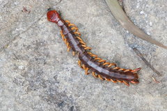 Scolopendra multidens